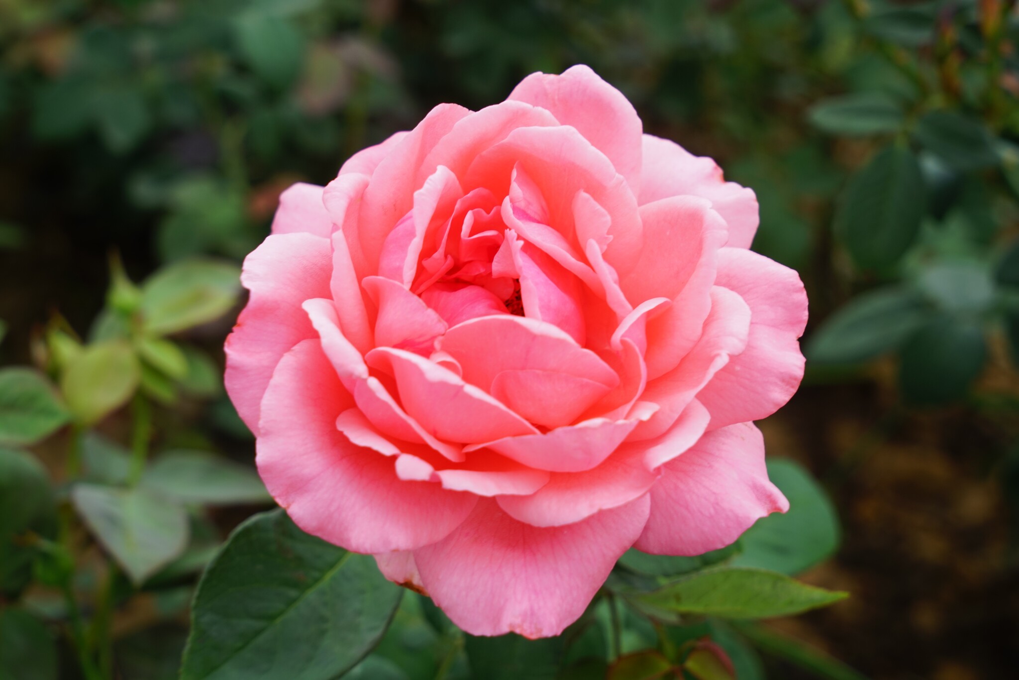 阳台庭院大花品种月季月季花花苗粉扇浓香季节绿植