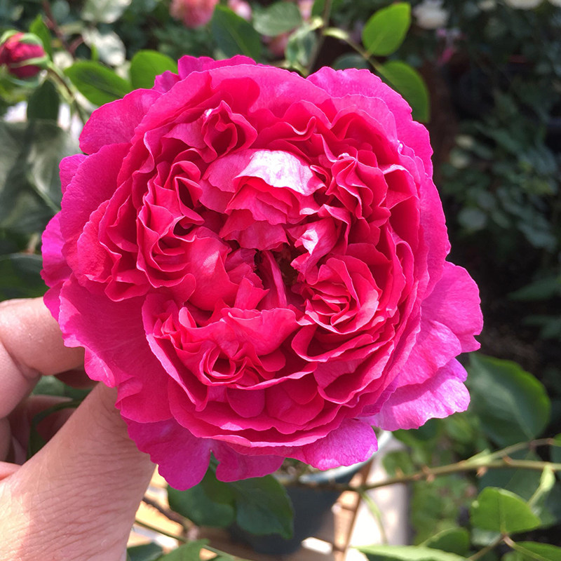 花苗伊芙胭脂香水月季浓香特大玫瑰花卉