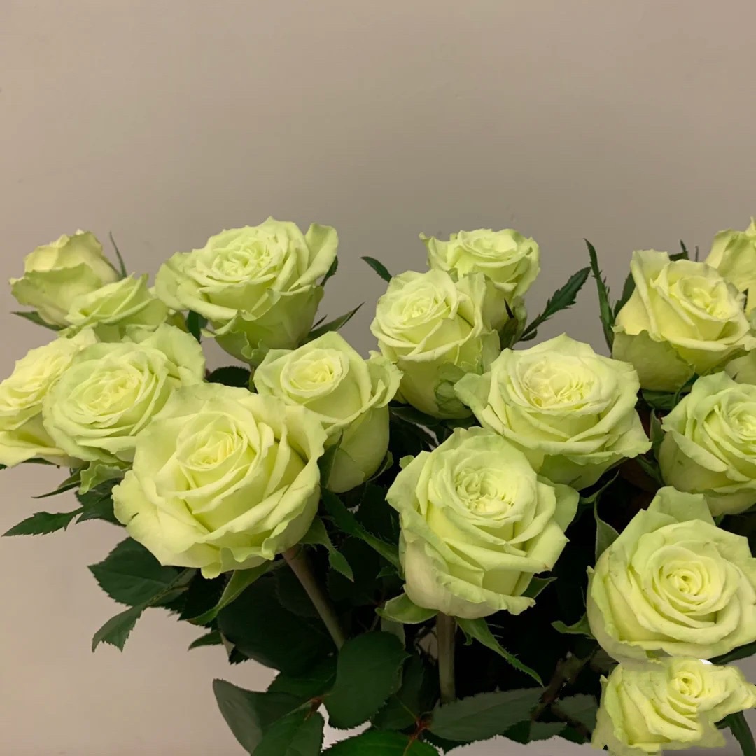 玫瑰绿茵玫瑰花花苗盆栽少有有的奶油绿色大花型花卉