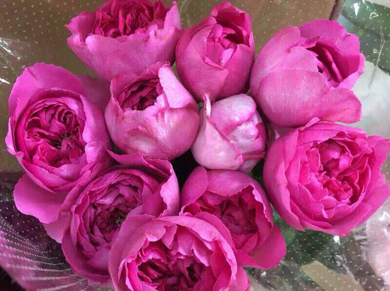 伊芙小资情调月季花大苗盆栽灌木切花强香花朵时令草本花卉