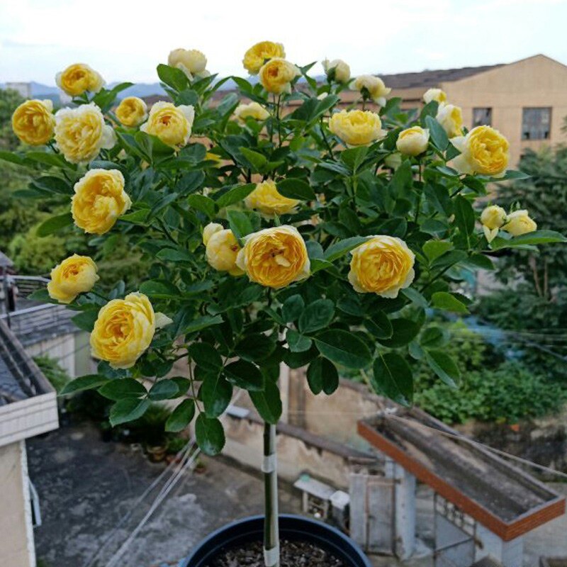 金丝雀棒棒糖树状月季花苗盆栽四季玫瑰大花浓香庭院阳台花卉植物