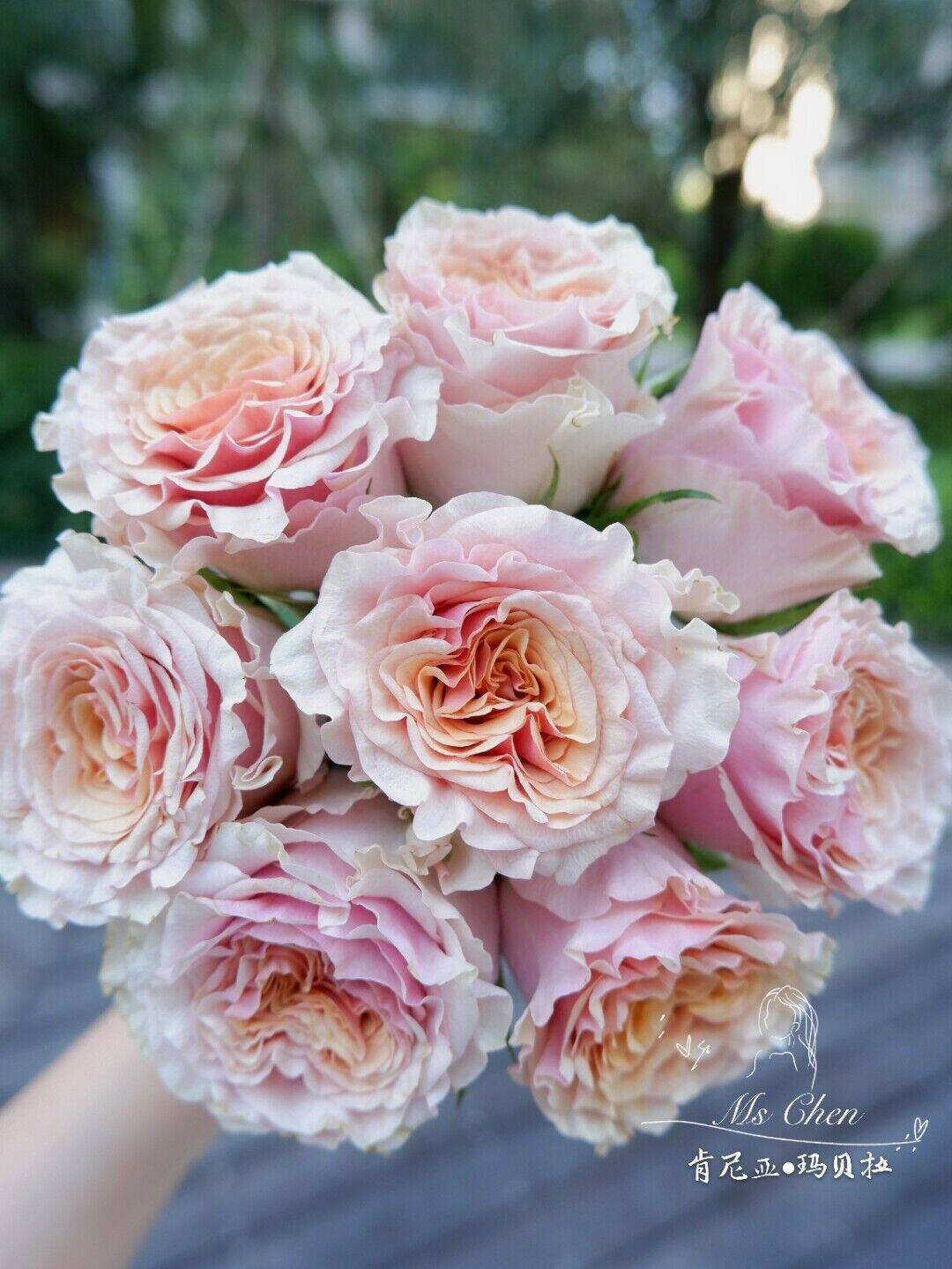 玛贝拉肯尼亚玫瑰花大苗花瓣厚实复古粉色特大花阳台庭院花卉植物