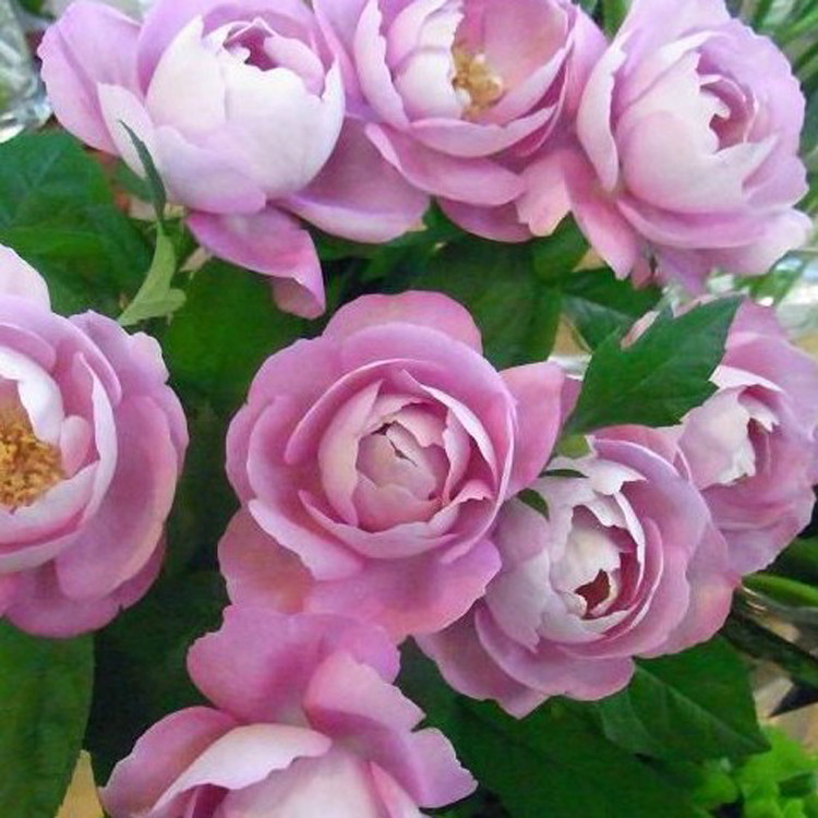 羊脂香水月季花大苗浓香紫色色系四季勤花庭院时令草本花卉