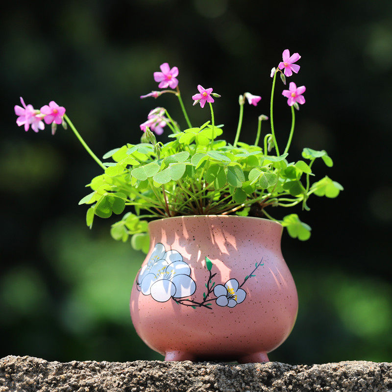 盆栽紫叶酢浆幸运草多年生花卉绿植植物四季常青时令草本花卉