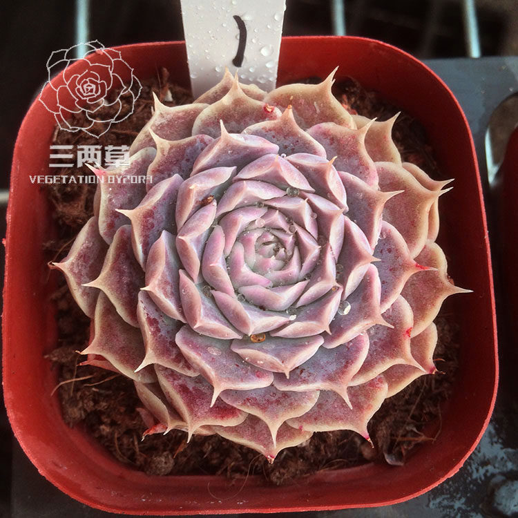 一物一拍海滨格瑞群生多头老桩多肉植物韩国多肉植物