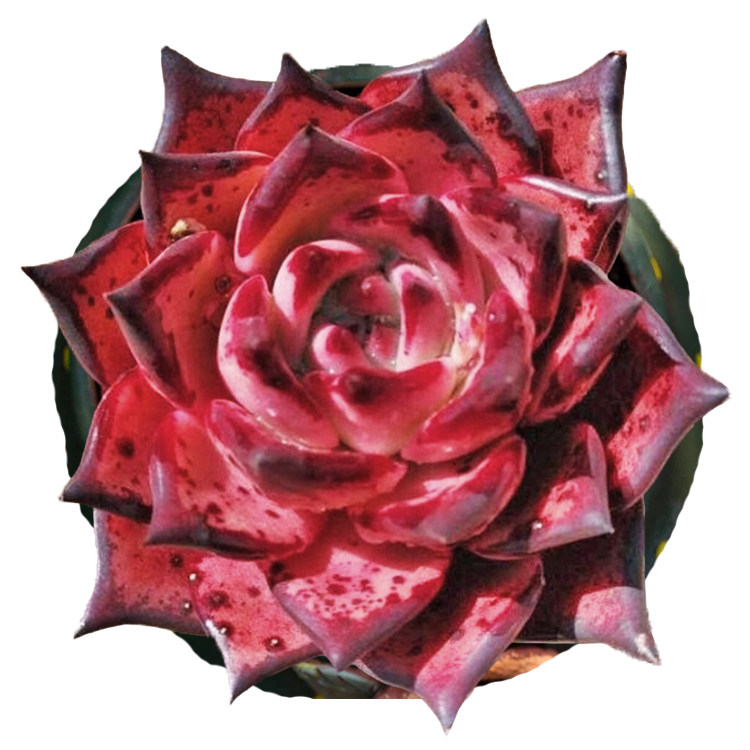 一物一拍血色罗密欧血罗老桩群生多头多肉植物多肉植物