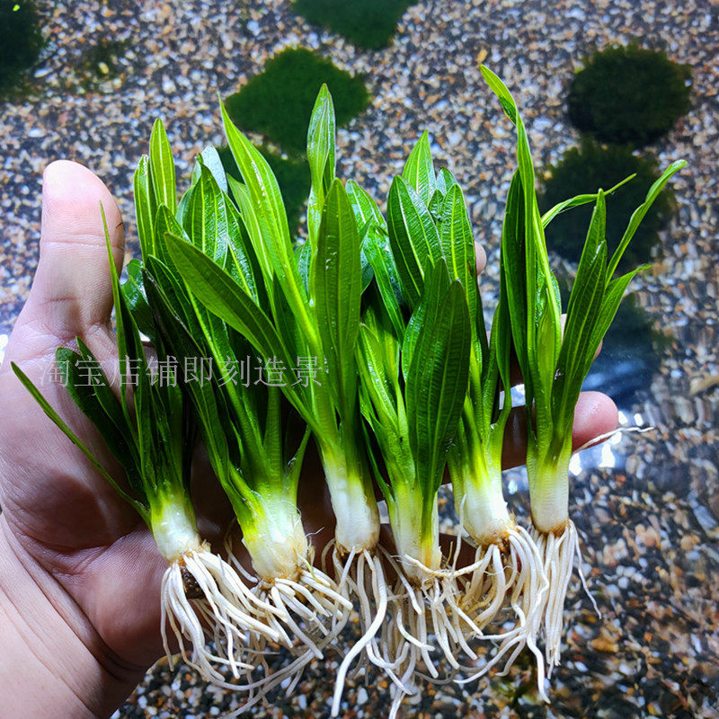 九冠迷你水草植物皇冠古法鱼缸造景阴性新手水草