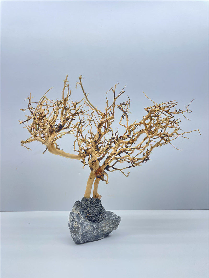 泰国沉木树泰巴西水草鱼缸造景装饰杜鹃造景