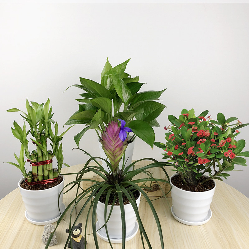 盆栽绿萝室内小盆栀子栀子花花卉绿植迷你桌面绿植