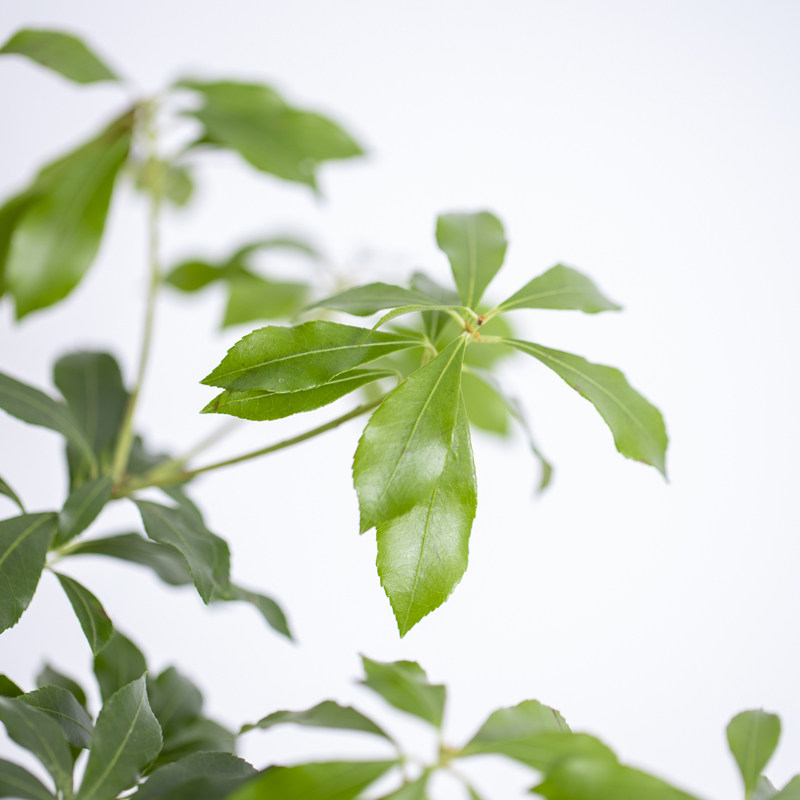 花点时间马醉木鲜切枝条网红小清新绿植进口室内植物鲜花速递同城
