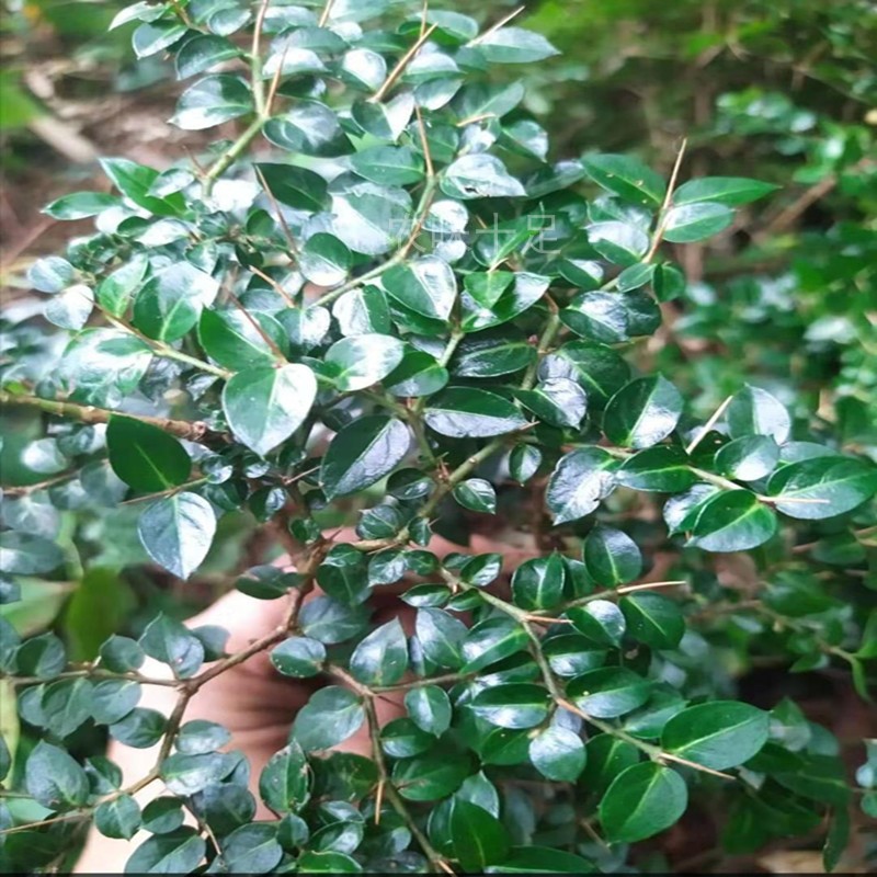 小虎刺雀朝天寿星千口虎刺根绣花针药材中草天然甘草