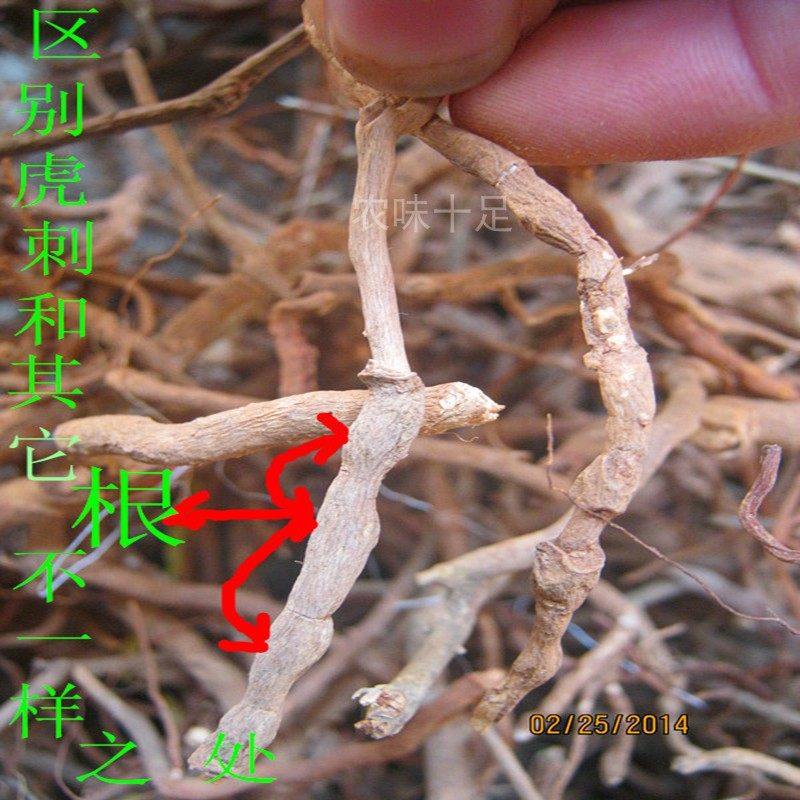 小虎刺雀朝天寿星千口虎刺根绣花针药材中草天然甘草