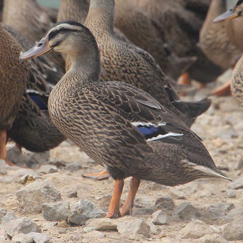 飞鸭两只洪湖绿头鸭活体现杀散养整农家麻鸭鸭肉