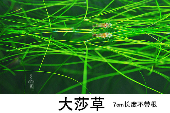 自养水下叶墨西哥大沙草 后景草 墨西哥大莎草 线叶古精 线叶谷精