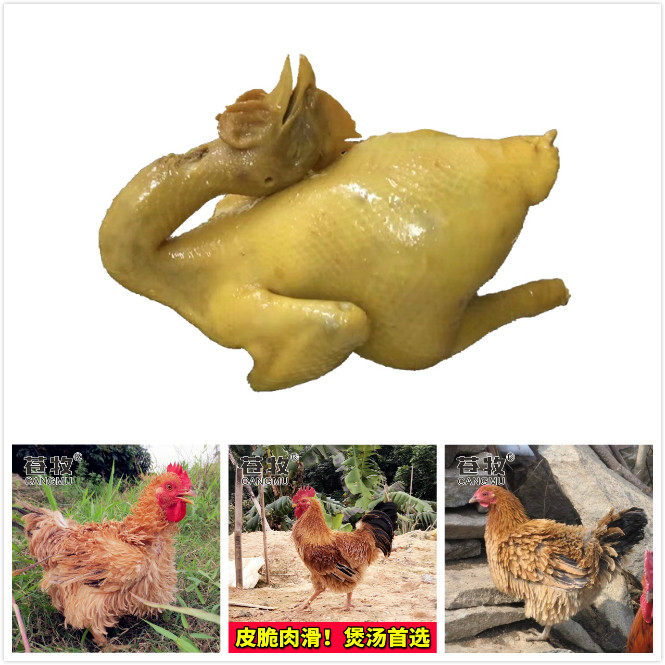 卷毛鸡翻毛鸡麒麟鸡一斤成年非饲养大鸡活体小鸡活苗批发零售包邮