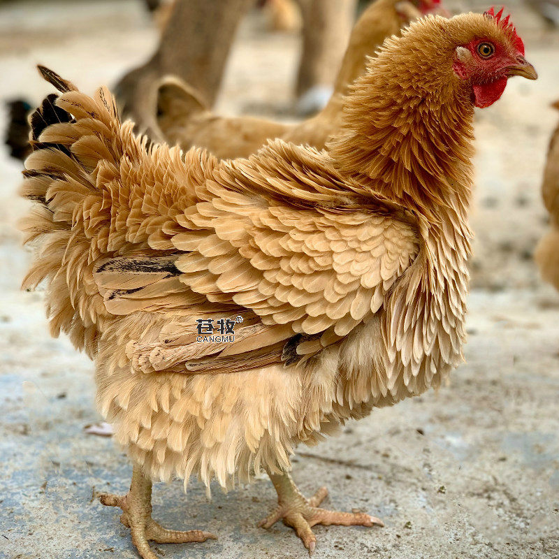 苍牧180天麒麟母鸡可产蛋翻毛卷毛鸡项活鸡整鸡其它