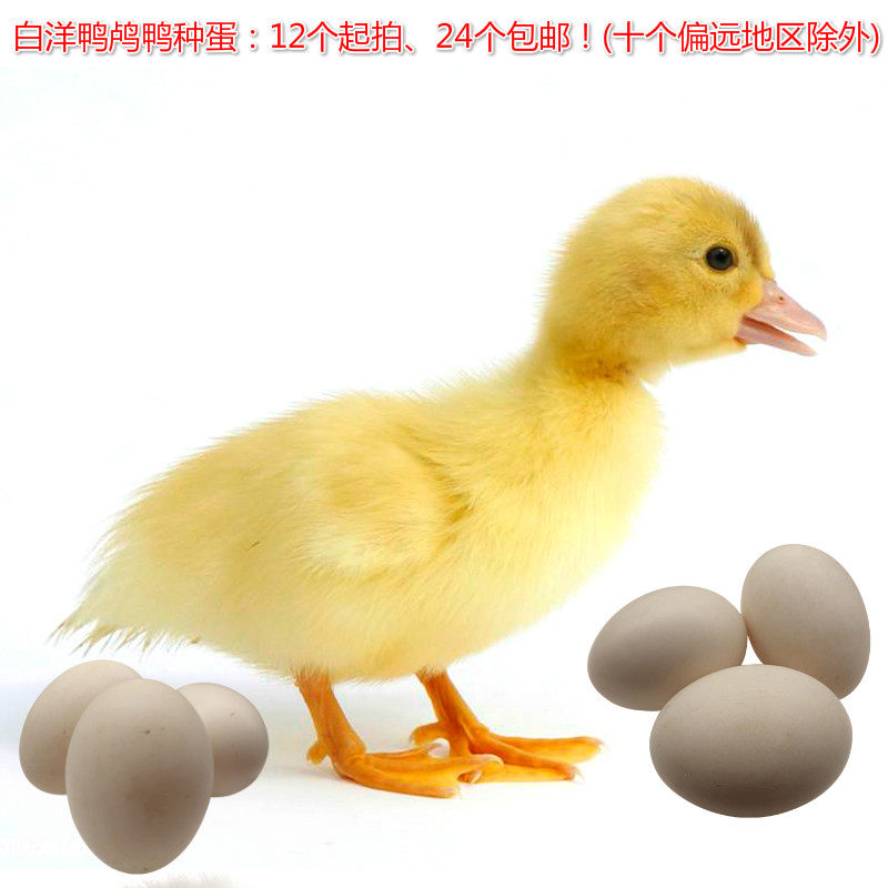 小黄鸭白羽番鸭种蛋12枚大种纯白红脸美洲受精鸭蛋