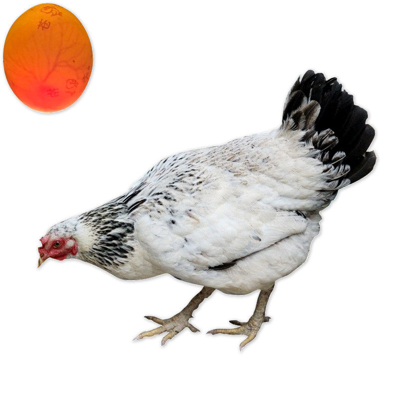 白芦花直发10枚苍牧养活易养活彩凤农场种蛋孵化鸡蛋