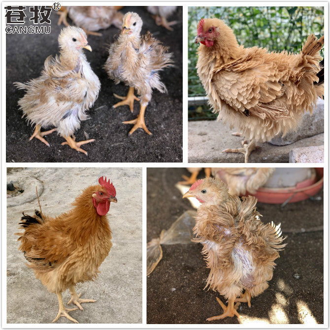 麒麟鸡母苗童子鸡公鸡卷毛菊花鸡脱鸡苗打完其它