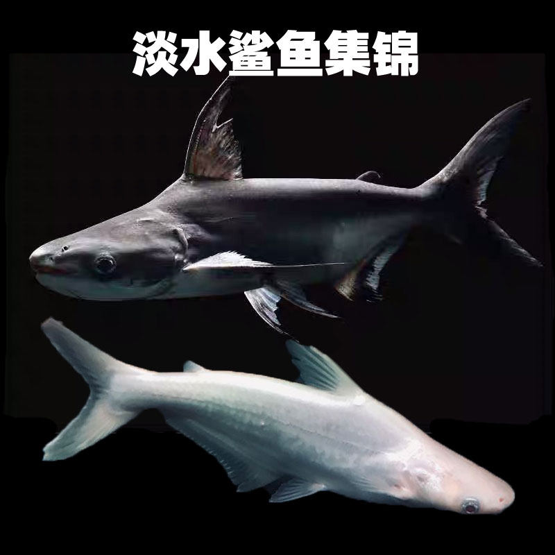 鲨鱼淡水淡水鲨成吉思汗鲨蓝大白鲨虎头白化热带鱼观赏鱼鱼