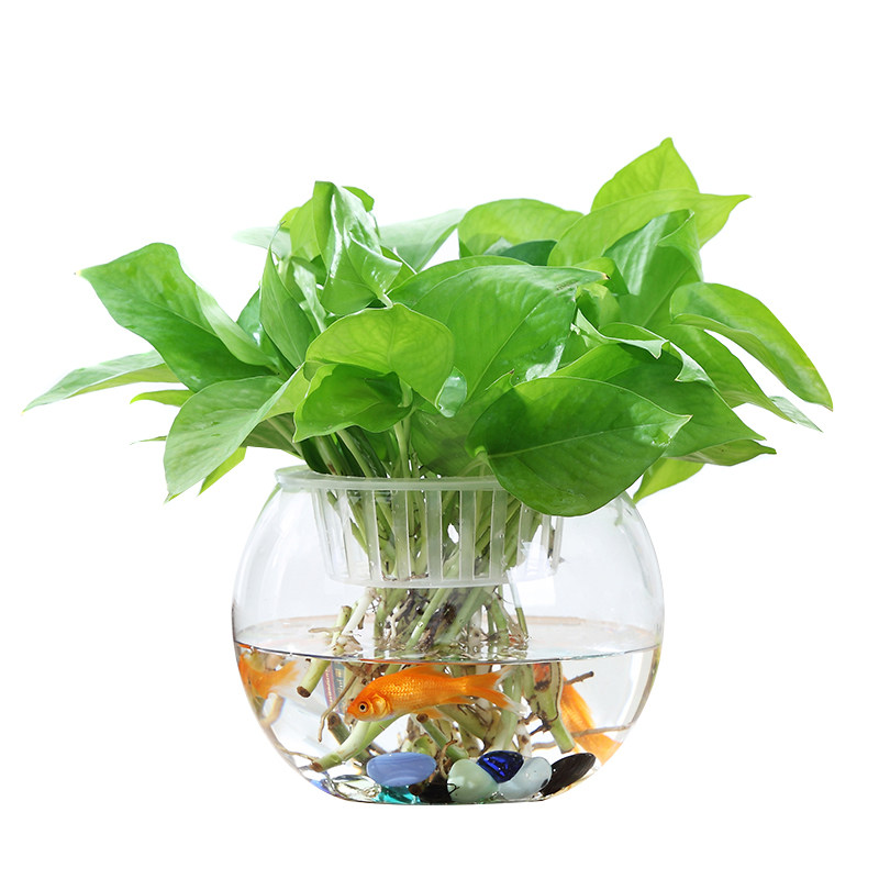 透明玻璃花瓶水培植物玻璃瓶容器水养绿萝花盆圆形鱼缸客厅摆件