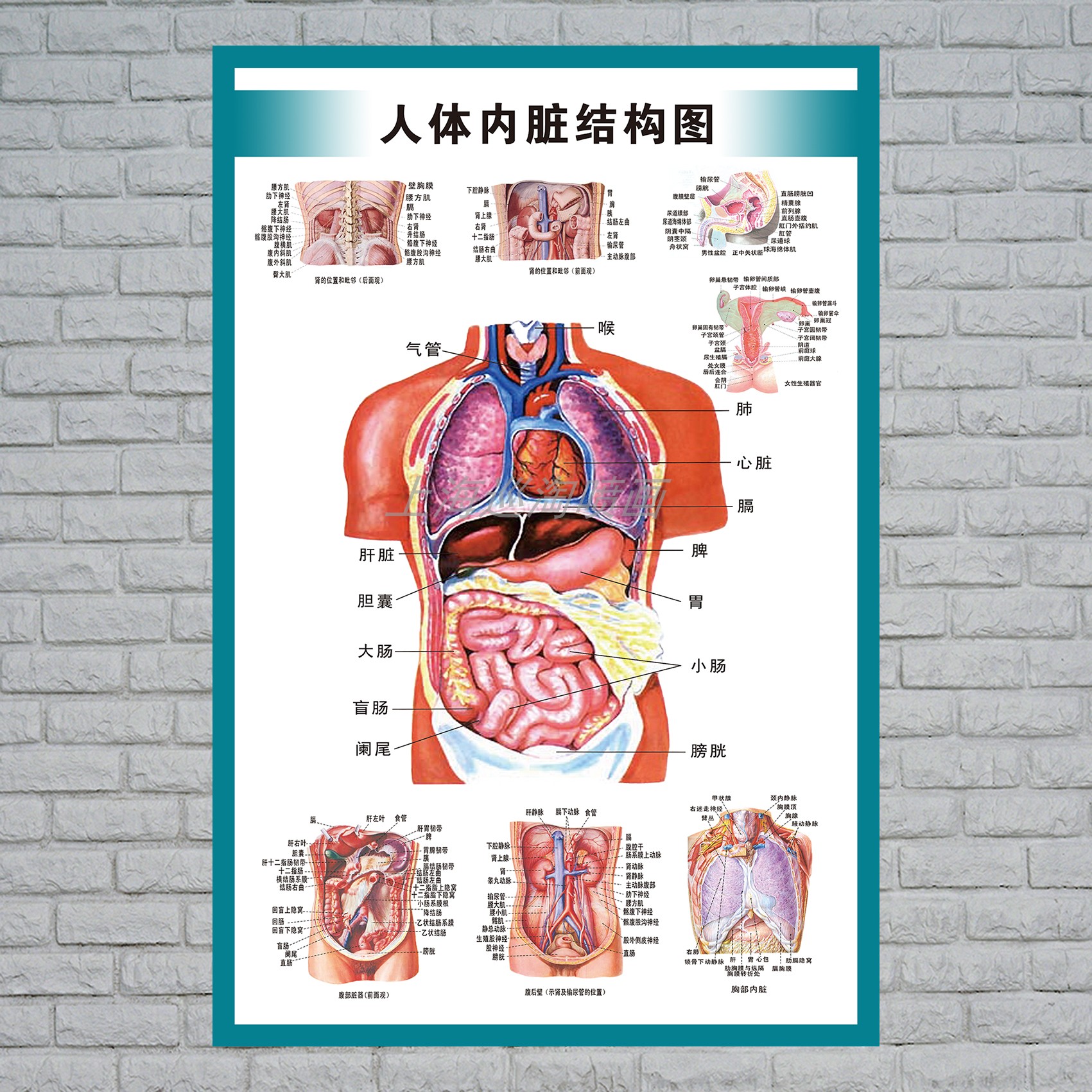 人体器官图解部位名称图片