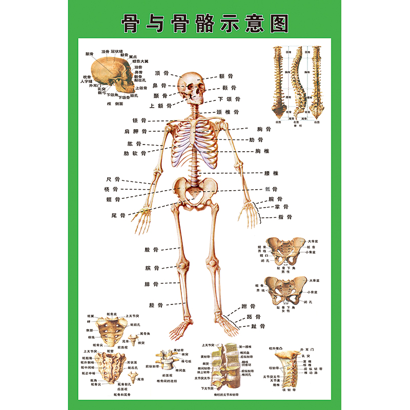 人体全身骨骼结构示意图肌肉结构解剖示意图医院解剖海报展板挂图