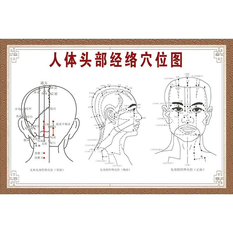 针灸艾灸人体经络穴位挂图头部全身中医养生保健按摩