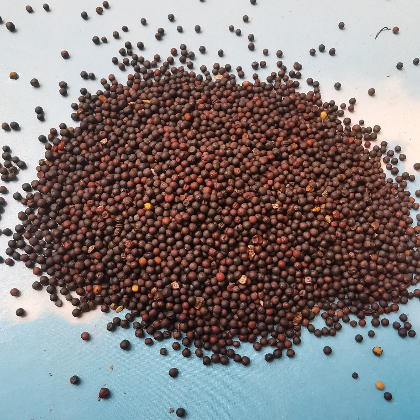 中药材油菜籽芸苔子文鸟金丝雀珍珠芙蓉鸟食可做枕头其他药食同源食品