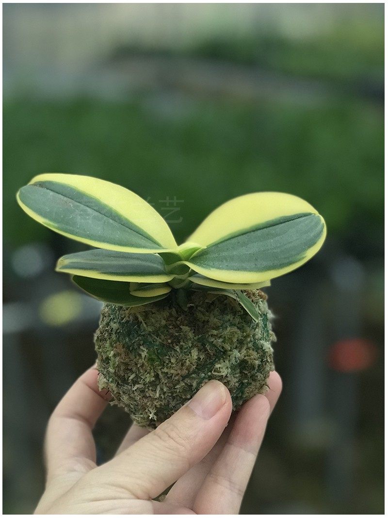 蝴蝶兰迷你金边兰花矮种金叶咖啡花苞名贵盆栽时令草本花卉