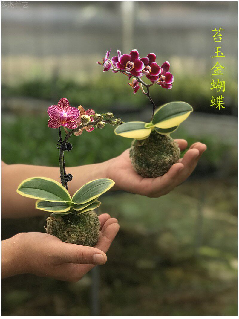 苔藓玉带花苞迷你矮种金边金叶咖啡蝴蝶兰养活时令草本花卉