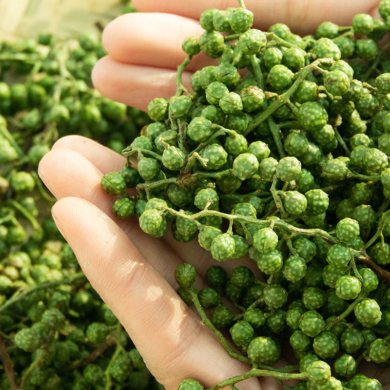 保鲜花椒10包350克骄王新鲜藤椒麻椒真空真空包花椒