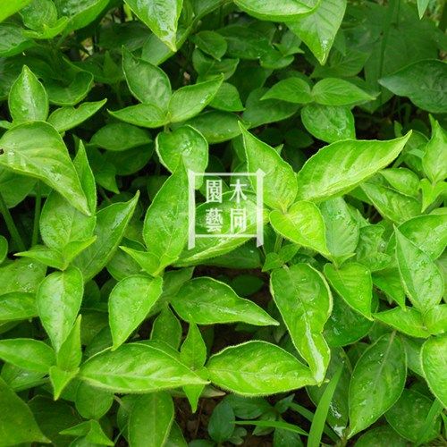 红蓝草苗紫蓝红色紫色七彩糯米米饭天然植物绿植