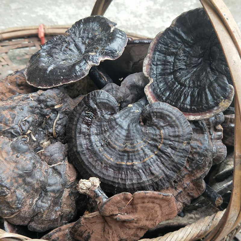 2018年特级贵州深山纯野生紫灵芝整枝农家紫芝整枝灵芝