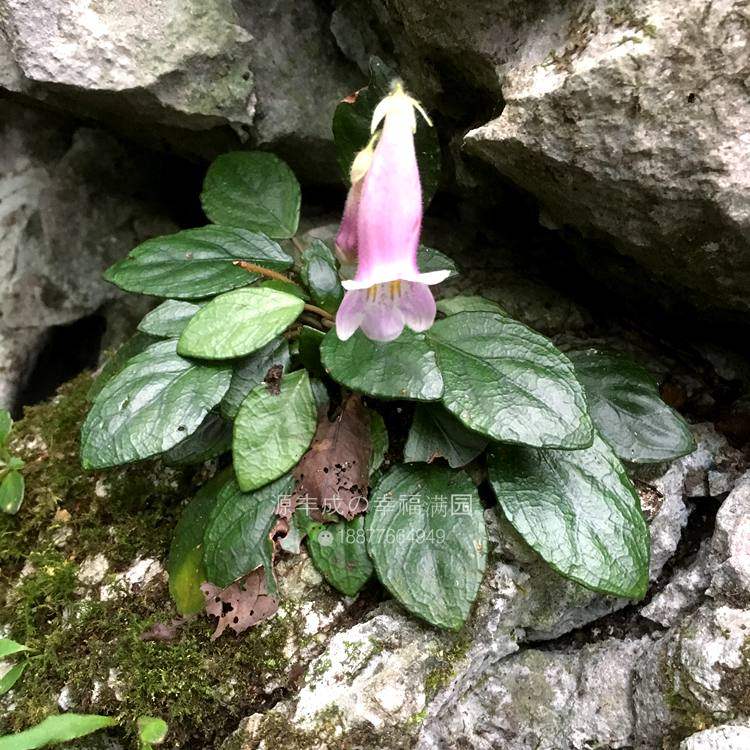 革叶粗筒苣苔阳台办公桌盆栽趣味新奇绿植花卉时令草本花卉