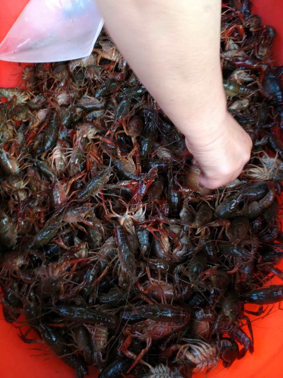 鲜活龙虾小龙虾江苏清水江浙沪包活不包活虾