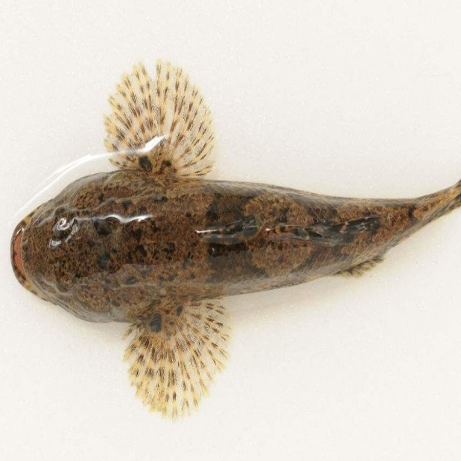 虎头野生野生虎新鲜呆子子鱼沙塘笋壳土憨500g淡水鱼类