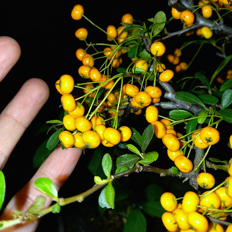 万园盆栽 日本纯黄果火棘 小品花果物盆景 日本橘凝火棘微型盆栽
