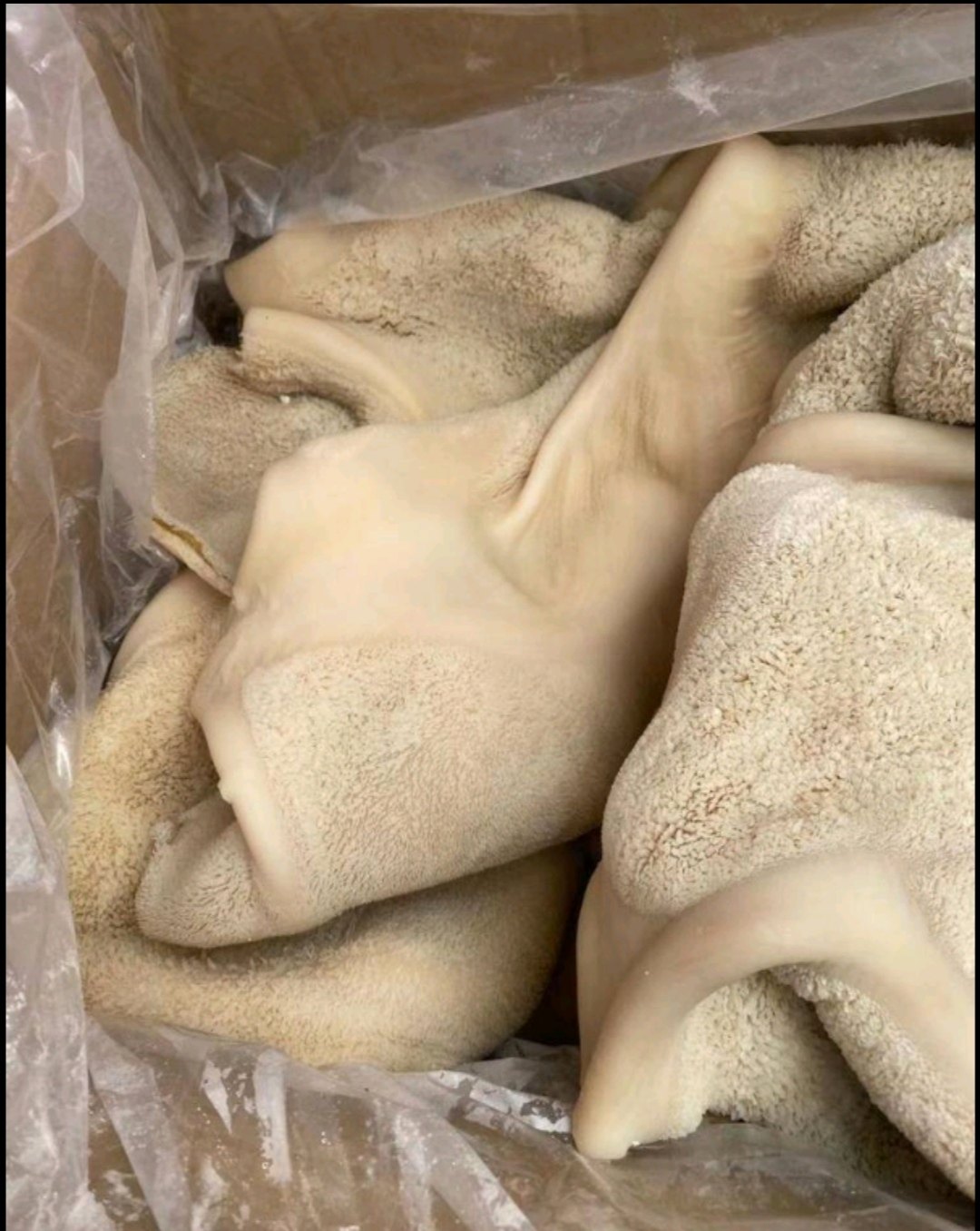 半成品牛肚新鲜全熟不水发50斤冷冻牛胃牛杂整块牛杂类