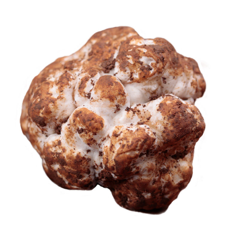 白松露新鲜云南特产野生菌非意大利可炸松露油顺新鲜松茸