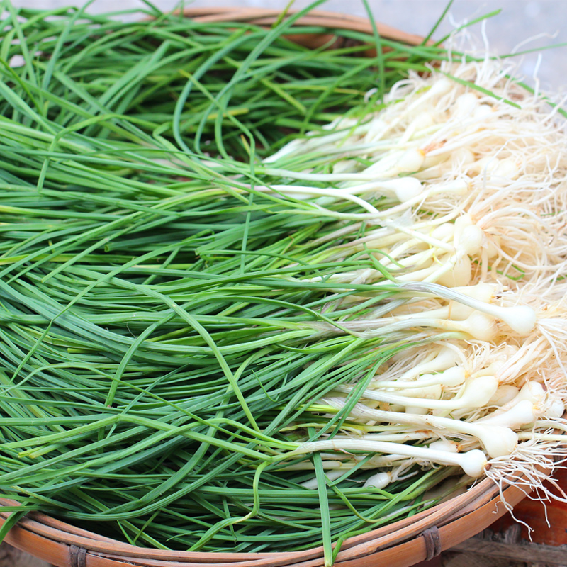 新鲜蒜胡藠头野生白野生葱薤小根野葱野菜湖南葱类