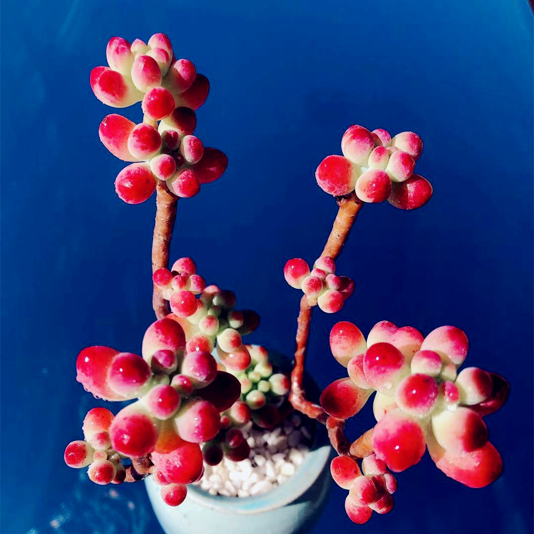 果冻乙女心多韩系丸叶乙女老桩缀化一物一拍云南多肉植物