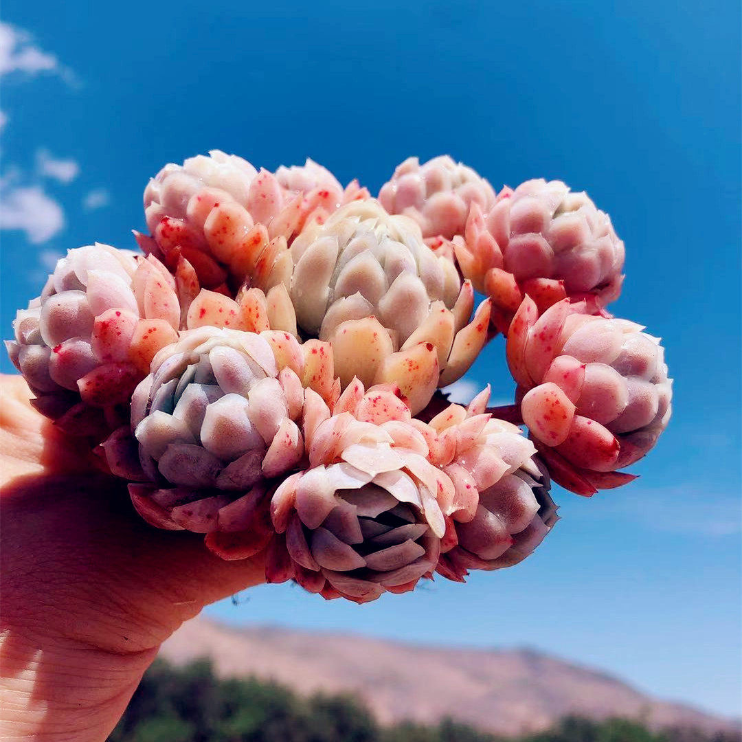 冰梅多肉稀有精品日系冰莓老桩大群群生一物多肉植物