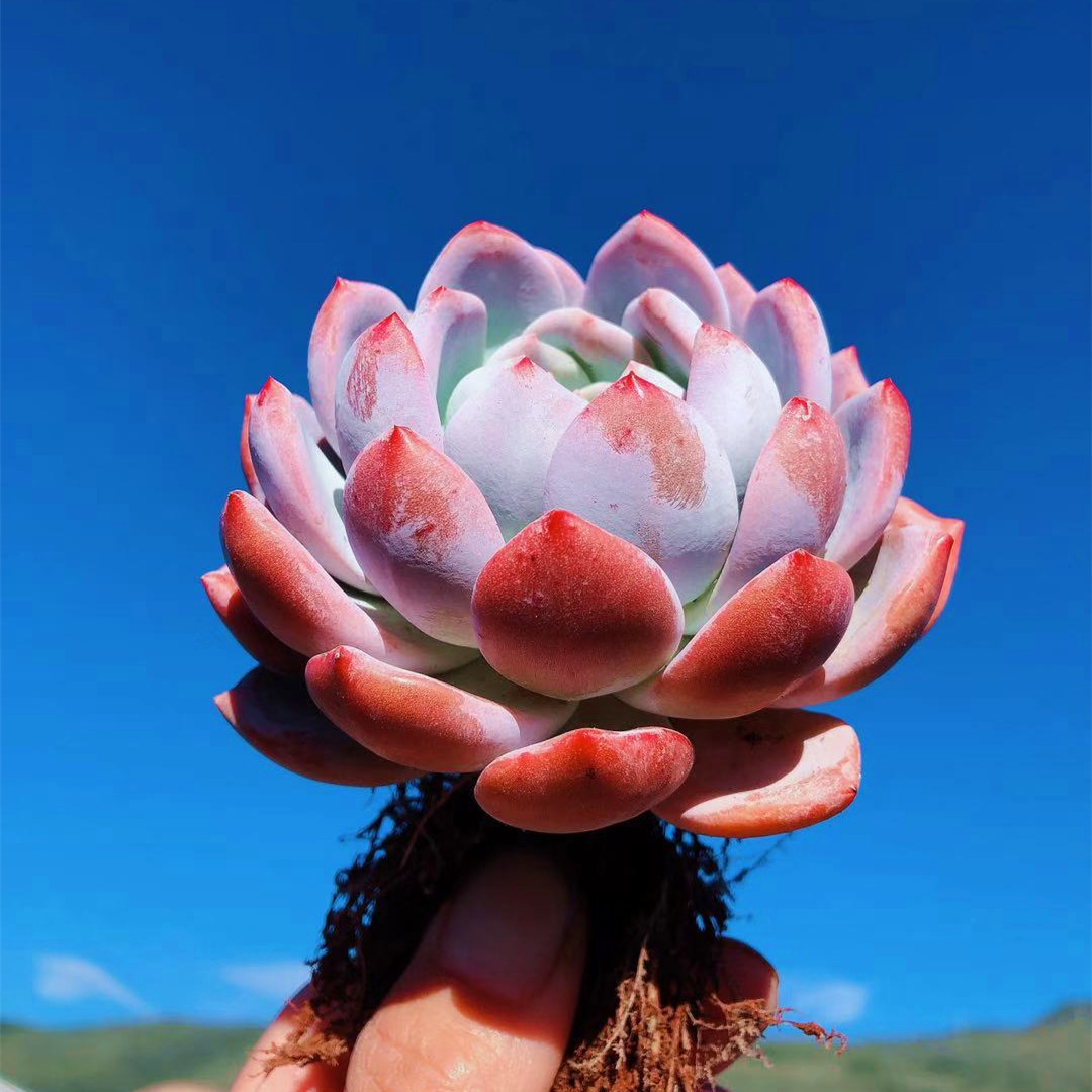 多肉雪天使精品一物一拍植物稀有品种多肉植物