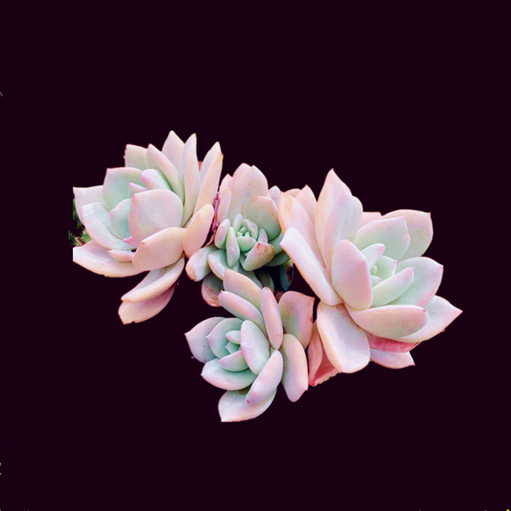 多肉雪凤新品韩货进口稀有品种老桩群生一物多肉植物