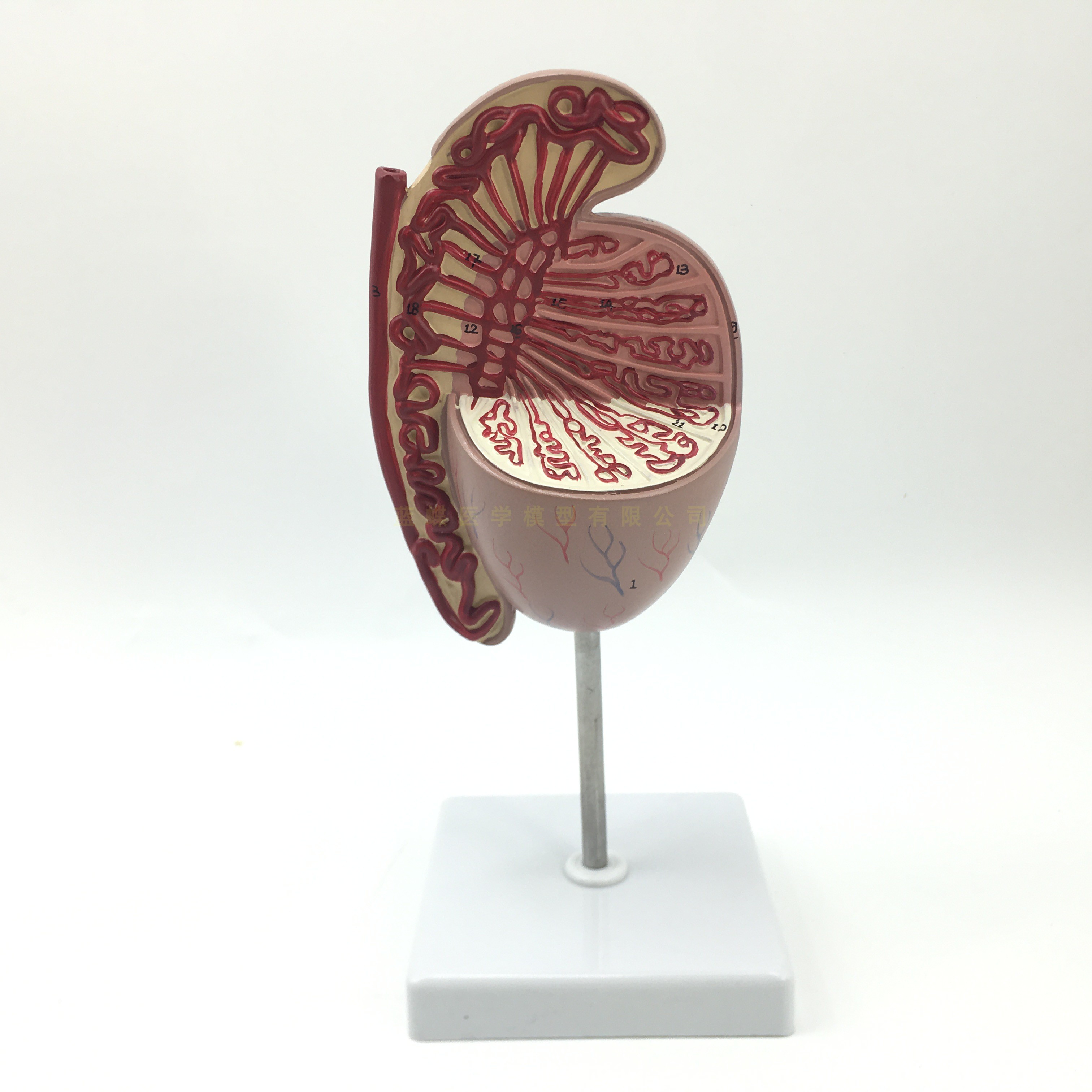 睾丸放大模型 男性人体生殖系统解剖放大模型