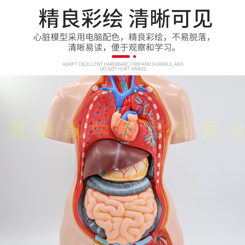 解剖躯干85cm两性40件人体内脏模型拆装五腑其他模型玩具