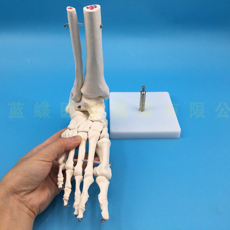 脚掌骨骼模型足骨模型成人脚掌关节功能模型人体脚关节附韧带