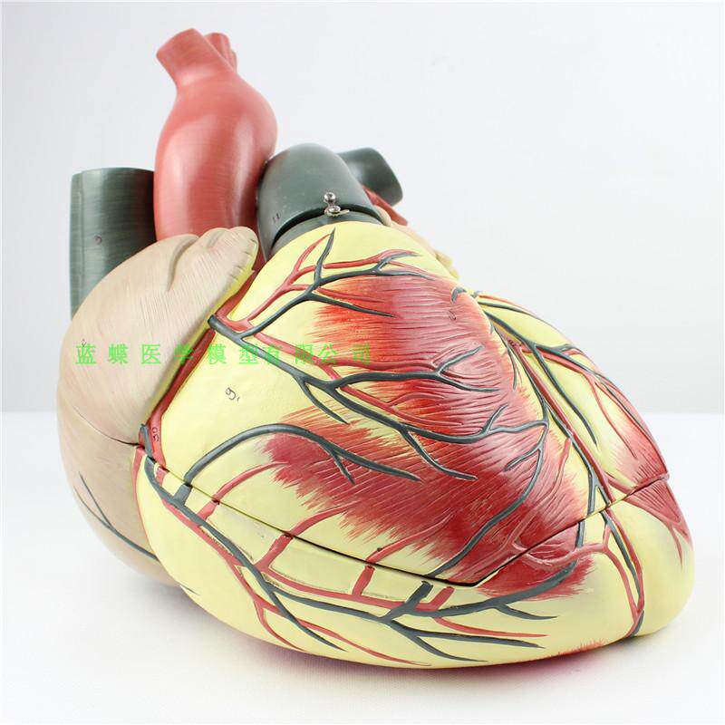 模型心脏成人解剖超彩超心内科血管4倍放大其他模型玩具