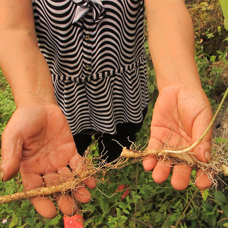 17年新货神农架农家自挖纯野生玉竹 玉竹片 中药材玉竹无硫玉竹条